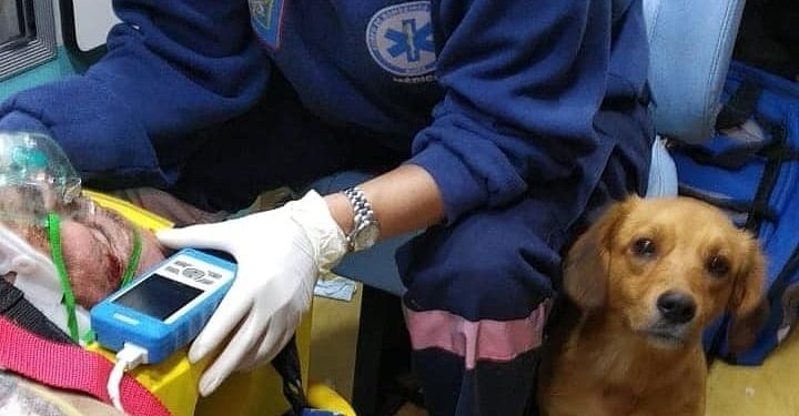 Antes do acolhimento, cachorrinho invadiu hospital duas vezes para ficar próximo ao dono atropelado