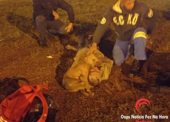 Profundo amor: cachorrinho se recusa deixar dono atropelado na BR-277 em Foz