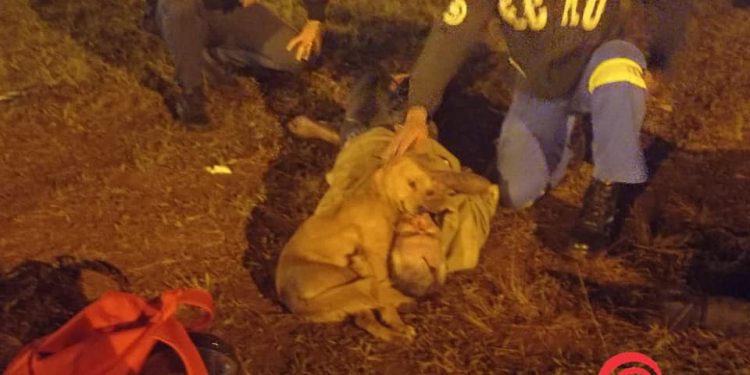 Profundo amor: cachorrinho se recusa deixar dono atropelado na BR-277 em Foz