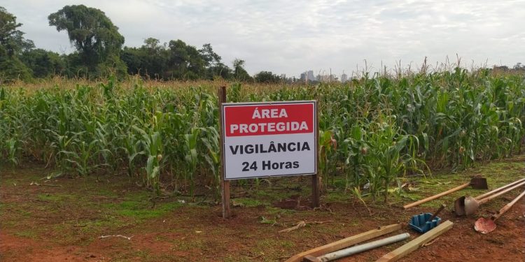 Com furtos, Colégio Agrícola coloca produção de milho à venda para a comunidade