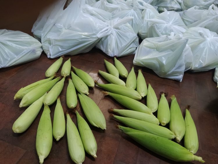 Com furtos, Colégio Agrícola coloca produção de milho à venda para a comunidade