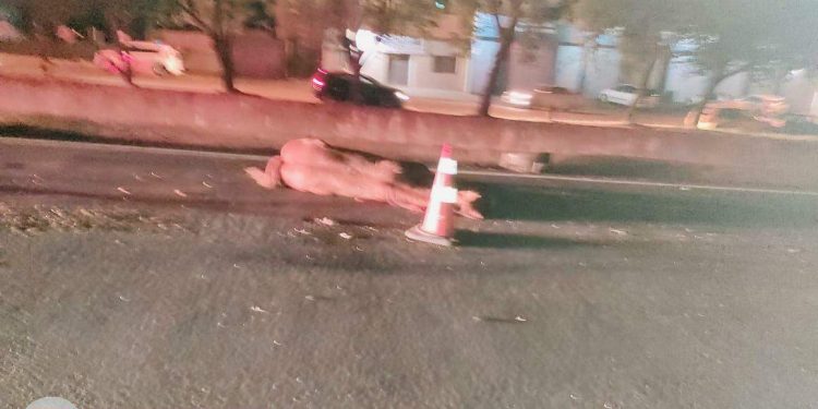Cavalo morre ao ser atropelado na BR 277 em São Miguel do Iguaçu