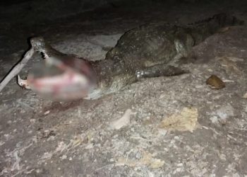 Jacaré é morto a tiros após dilacerar braço de bebê e atacar tio em GO