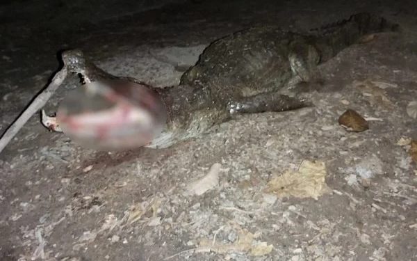 Jacaré é morto a tiros após dilacerar braço de bebê e atacar tio em GO