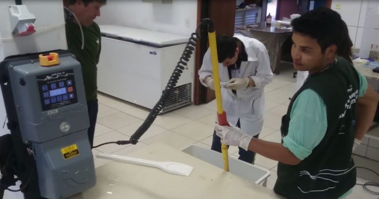 Estudo inédito da Itaipu e UFPR propõe protocolo para abate humanitário de peixes