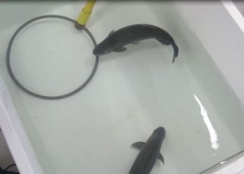 Estudo inédito da Itaipu e UFPR propõe protocolo para abate humanitário de peixes