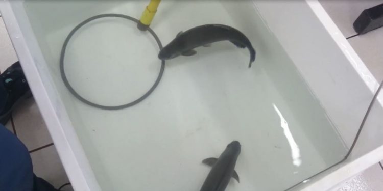 Estudo inédito da Itaipu e UFPR propõe protocolo para abate humanitário de peixes