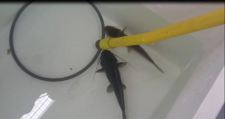 Estudo inédito da Itaipu e UFPR propõe protocolo para abate humanitário de peixes