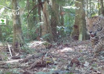Nova onça-pintada é registrada pelo projeto Onças do Iguaçu