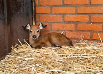 Nascimento de cervo-do-pantanal dá continuidade ao programa de reprodução da espécie no Refúgio de Itaipu