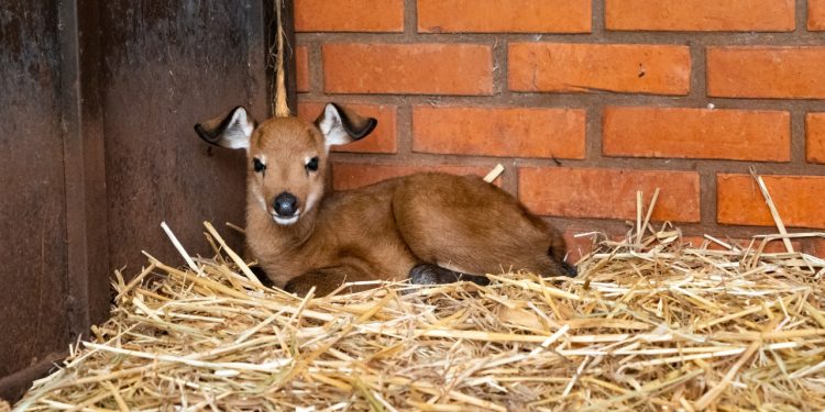 Nascimento de cervo-do-pantanal dá continuidade ao programa de reprodução da espécie no Refúgio de Itaipu