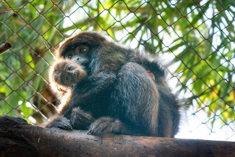Após cesárea de duas horas, bugio dá à luz pela primeira vez no Refúgio Biológico