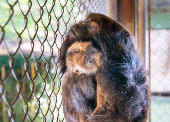 Após cesárea de duas horas, bugio dá à luz pela primeira vez no Refúgio Biológico