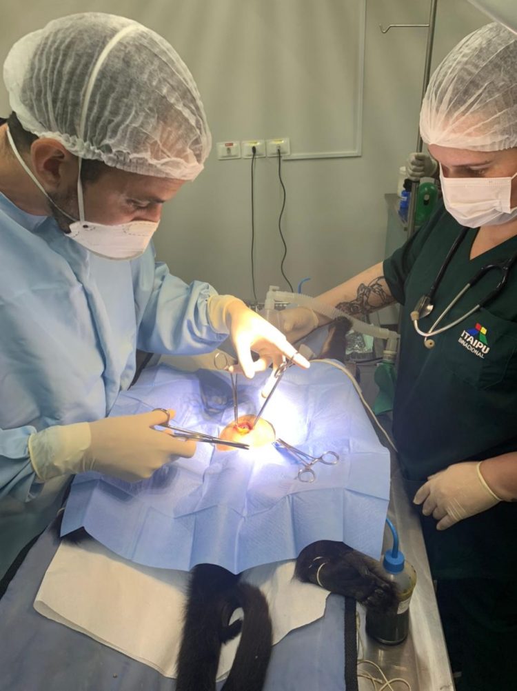 Após cesárea de duas horas, bugio dá à luz pela primeira vez no Refúgio Biológico
