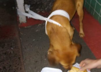 Colaborador do Hospital acolhe cãozinho que seguiu dono atropelado