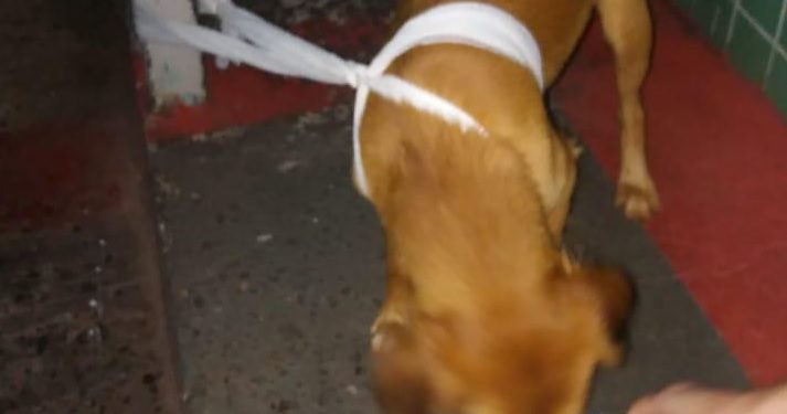 Colaborador do Hospital acolhe cãozinho que seguiu dono atropelado