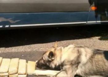 CIOF, em Foz, coordena Operação Nacional contra o Tráfico de Drogas