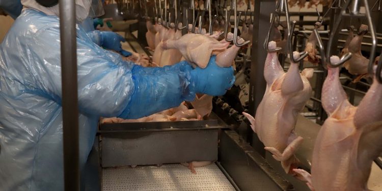 Maior do Brasil, Paraná produziu 1,5 milhão de toneladas de carne no primeiro trimestre