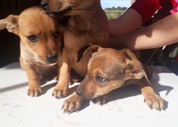 Prefeitura abre cadastro a entidades de proteção animal e protetores independentes para a distribuição de rações