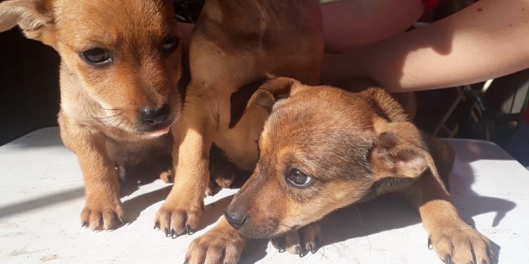 Prefeitura abre cadastro a entidades de proteção animal e protetores independentes para a distribuição de rações