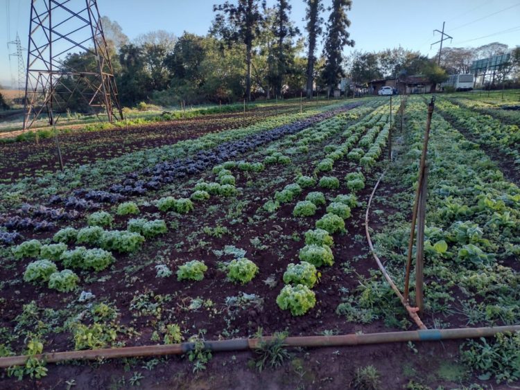 Geada já causou 80% de perdas nas hortaliças produzidas em Foz do Iguaçu
