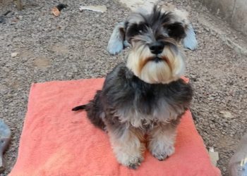 No oeste, cachorra desaparece de residência e é encontra sendo vendida na OLX