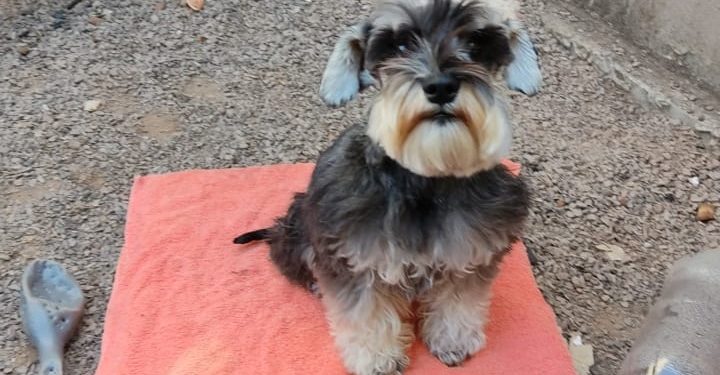 No oeste, cachorra desaparece de residência e é encontra sendo vendida na OLX