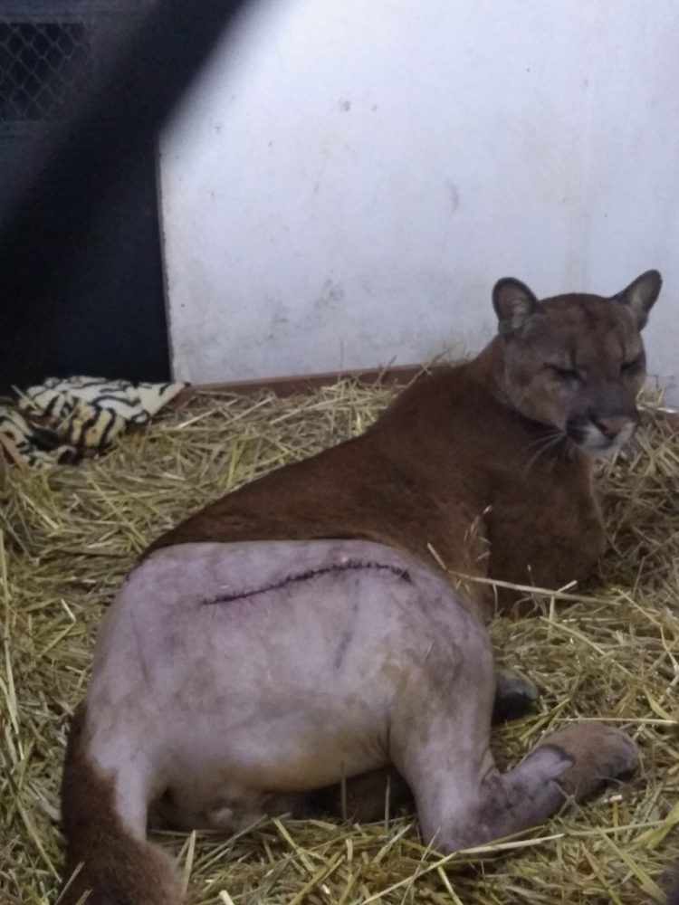 Parceria entre Itaipu e ICMBio inclui soltura de onça-parda no Parque Nacional de Ilha Grande
