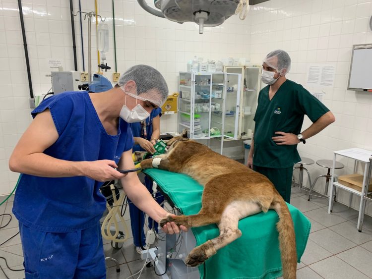 Parceria entre Itaipu e ICMBio inclui soltura de onça-parda no Parque Nacional de Ilha Grande