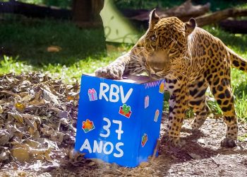 Onça-pintada do Refúgio Biológico participa de atividade de enriquecimento ambiental