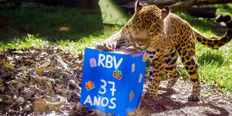 Onça-pintada do Refúgio Biológico participa de atividade de enriquecimento ambiental