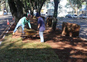 Prefeitura de Foz do Iguaçu embeleza canteiro central da Avenida Paraná com nova grama