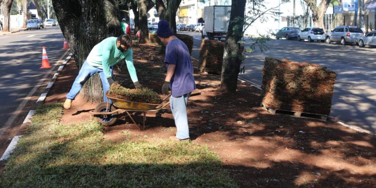 Prefeitura de Foz do Iguaçu embeleza canteiro central da Avenida Paraná com nova grama