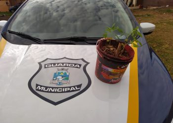 Guarda Municipal localiza pé de maconha no Laguinho do Jardim São Luiz