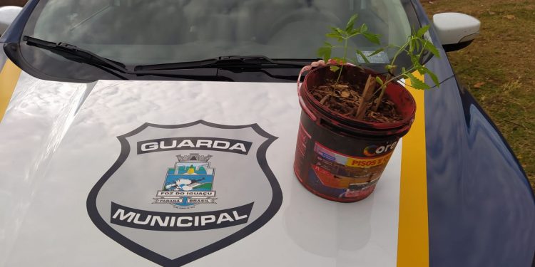 Guarda Municipal localiza pé de maconha no Laguinho do Jardim São Luiz