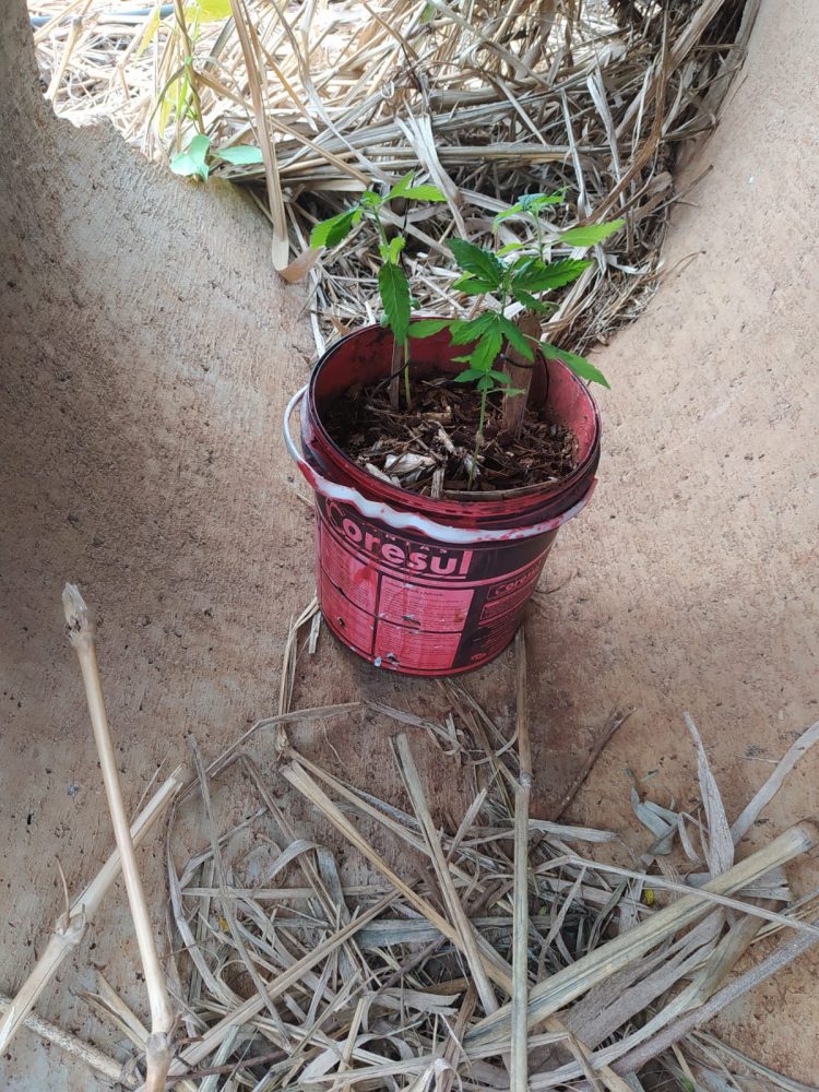 Guarda Municipal localiza pé de maconha no Laguinho do Jardim São Luiz