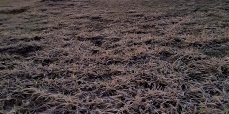 Sexta-feira, 30, registra temperatura de 0° e tem formação de geada