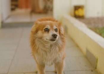 Prefeitura inicia nesta sexta (30) cadastro para castração gratuita de cães e gatos