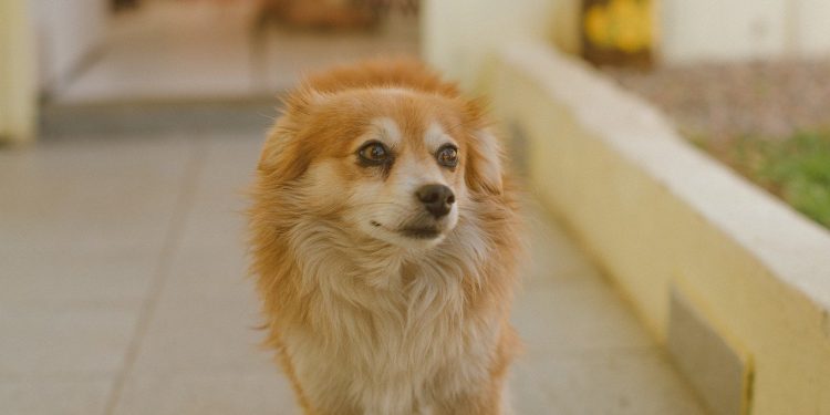 Prefeitura inicia nesta sexta (30) cadastro para castração gratuita de cães e gatos