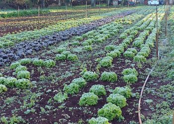 Geada já causou 80% de perdas nas hortaliças produzidas em Foz do Iguaçu