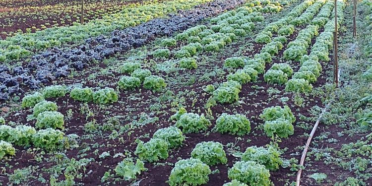 Geada já causou 80% de perdas nas hortaliças produzidas em Foz do Iguaçu