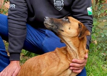 Casal acaba preso por deixar cães passando fome e frio