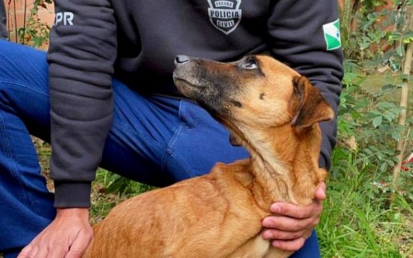 Casal acaba preso por deixar cães passando fome e frio
