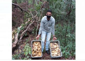 Macacos do bosque do Jardim Ipê voltam a invadir casas