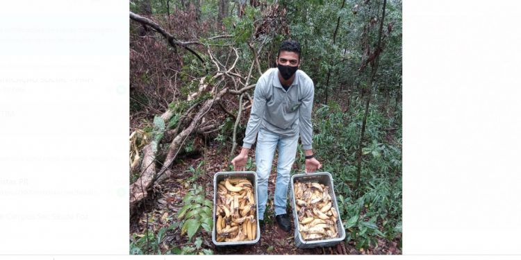 Macacos do bosque do Jardim Ipê voltam a invadir casas