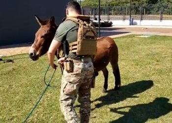 Burro utilizado pelo tráfico é devolvido à dona