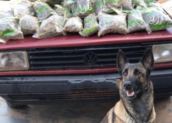 BPFRON apreende 20 kg de maconha em Santa Helena-PR