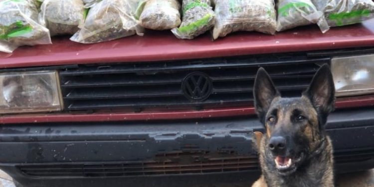 BPFRON apreende 20 kg de maconha em Santa Helena-PR