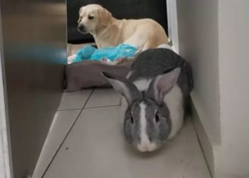 Homem é preso alimentando coelho com maconha em Maringá