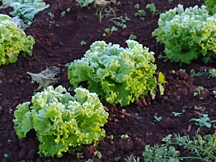 Geada já causou 80% de perdas nas hortaliças produzidas em Foz do Iguaçu